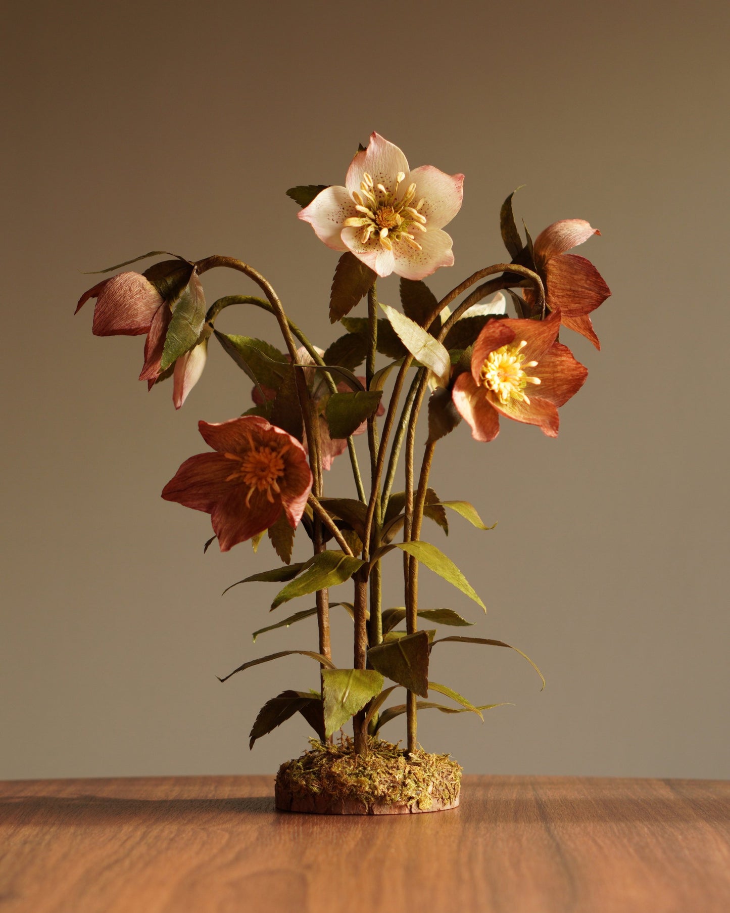 Cluster of hellebore flowers in paper showing natural variation in colour and form