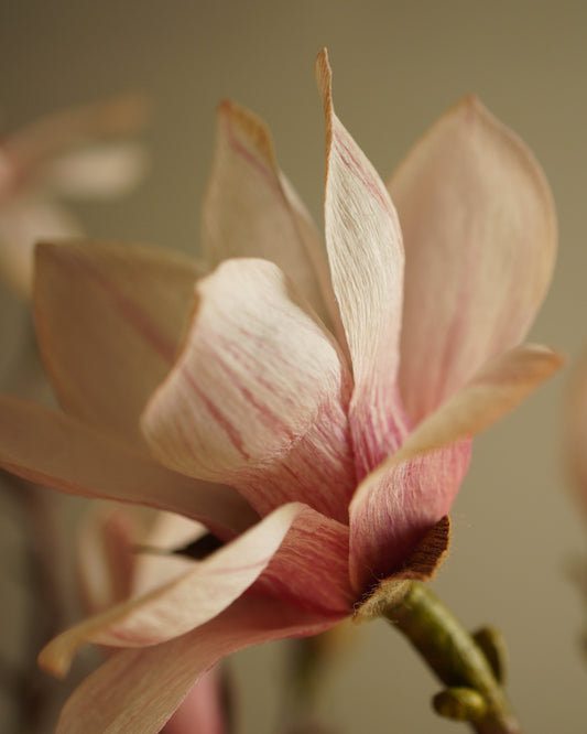 Side view of magnolia bloom showing open petals and natural form