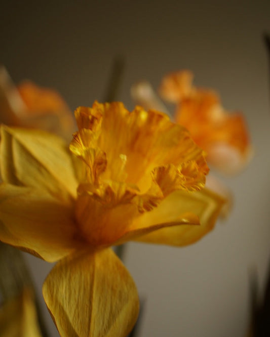 Crepe paper daffodil flower in Classic yellow