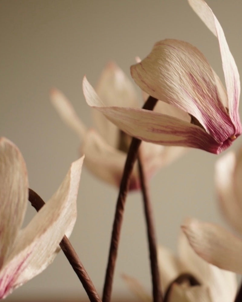 Cyclamen