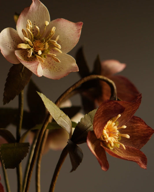 Hellebores