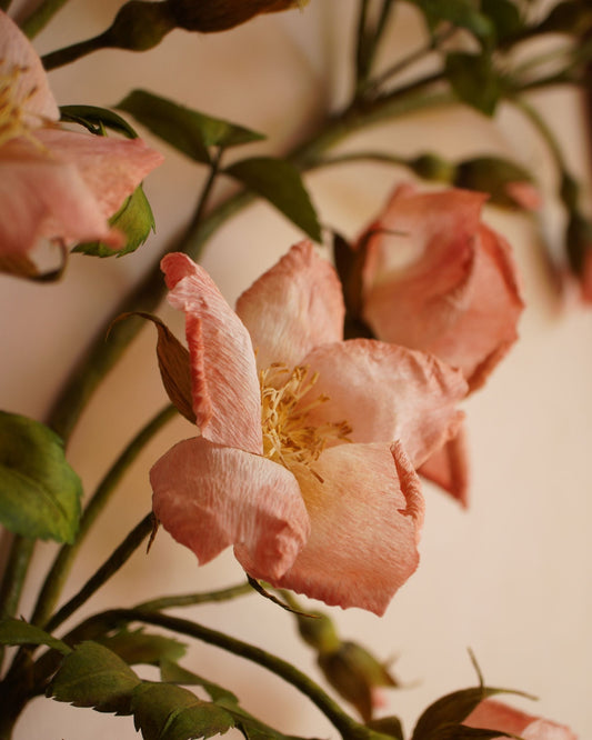 Rose Branch
