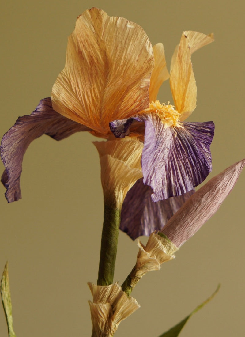 Paper pansy flower with hand-painted veining in soft apricot and plum tones, set against muted background