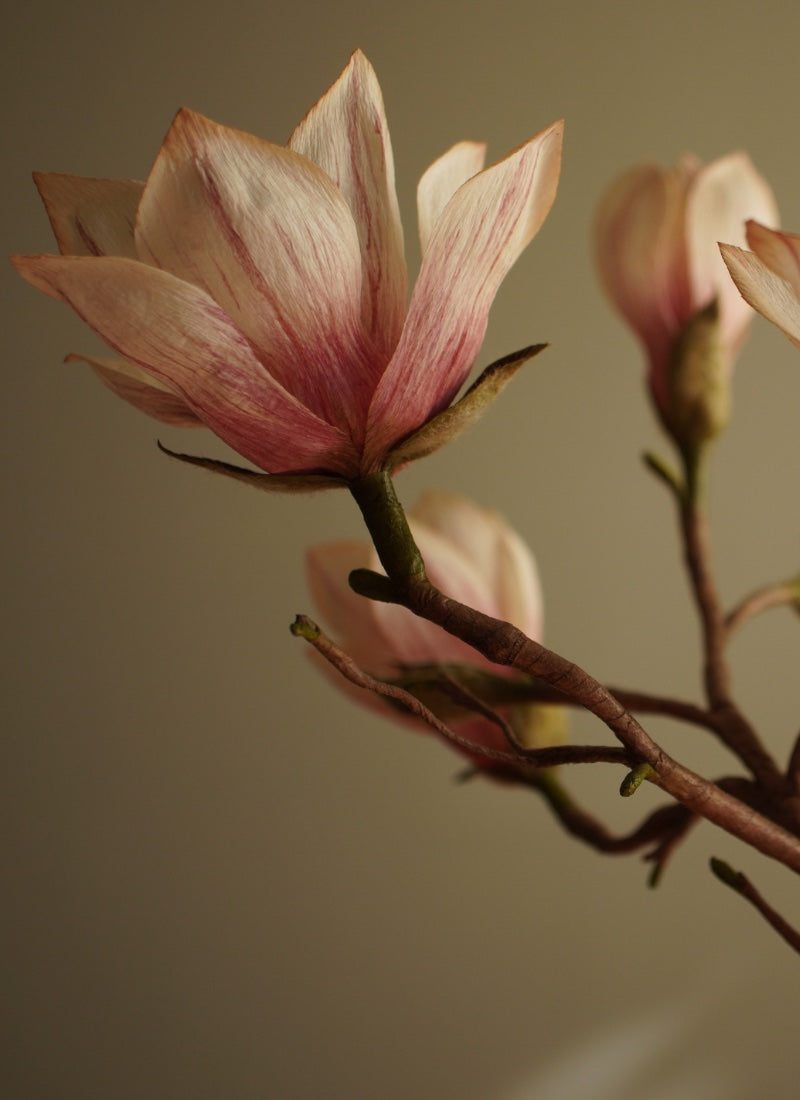 Paper magnolia bloom on branching stem, with soft pink petals and natural movement