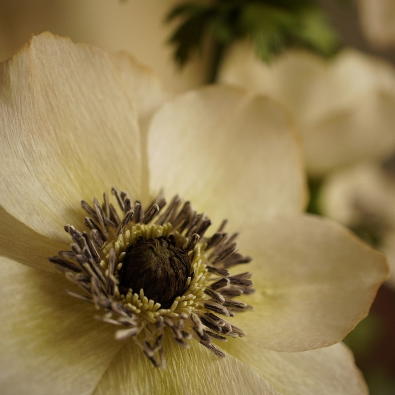 Close up of a handcrafted paper anemone showing detailed stamens and softly shaped ivory petals