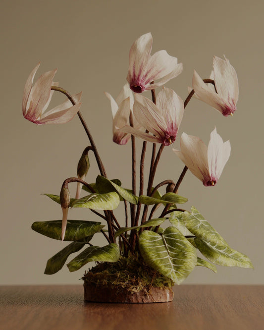 Paper cyclamen botanical sculpture with pale pink flowers and moss base on wooden surface