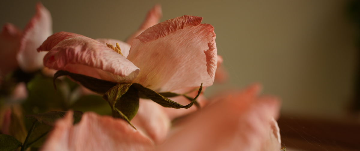 A close-up photograph of soft pink paper roses with delicate petals and dark green sepals, set against a warm, blurred background.