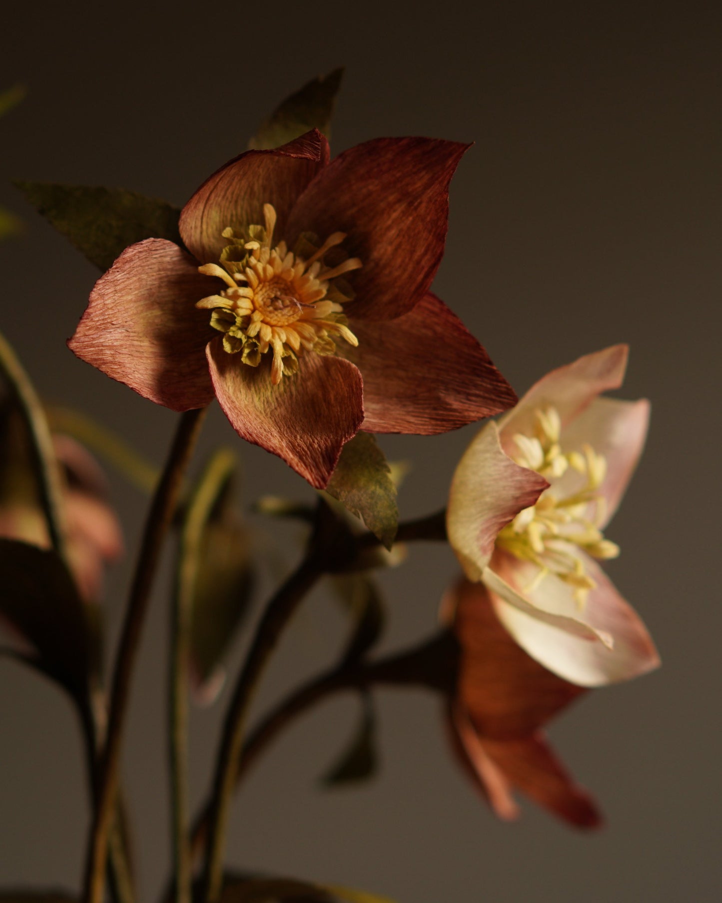 Close-up of deep red hellebore flower showing tonal variation and central detail