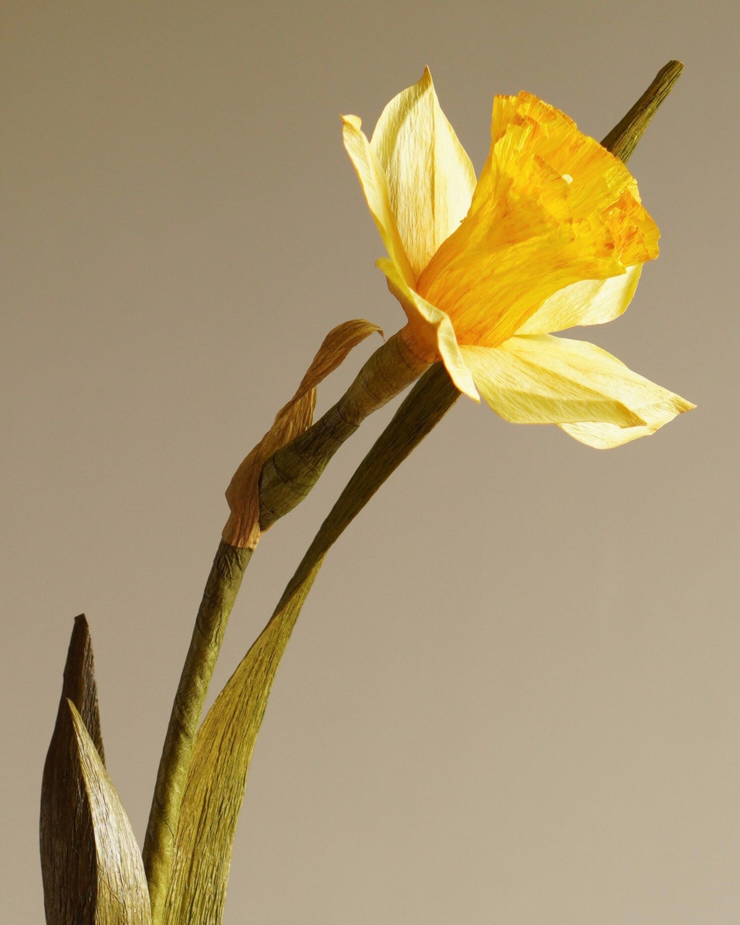 close-up of classic yellow daffodil trumpet and petals in crepe paper