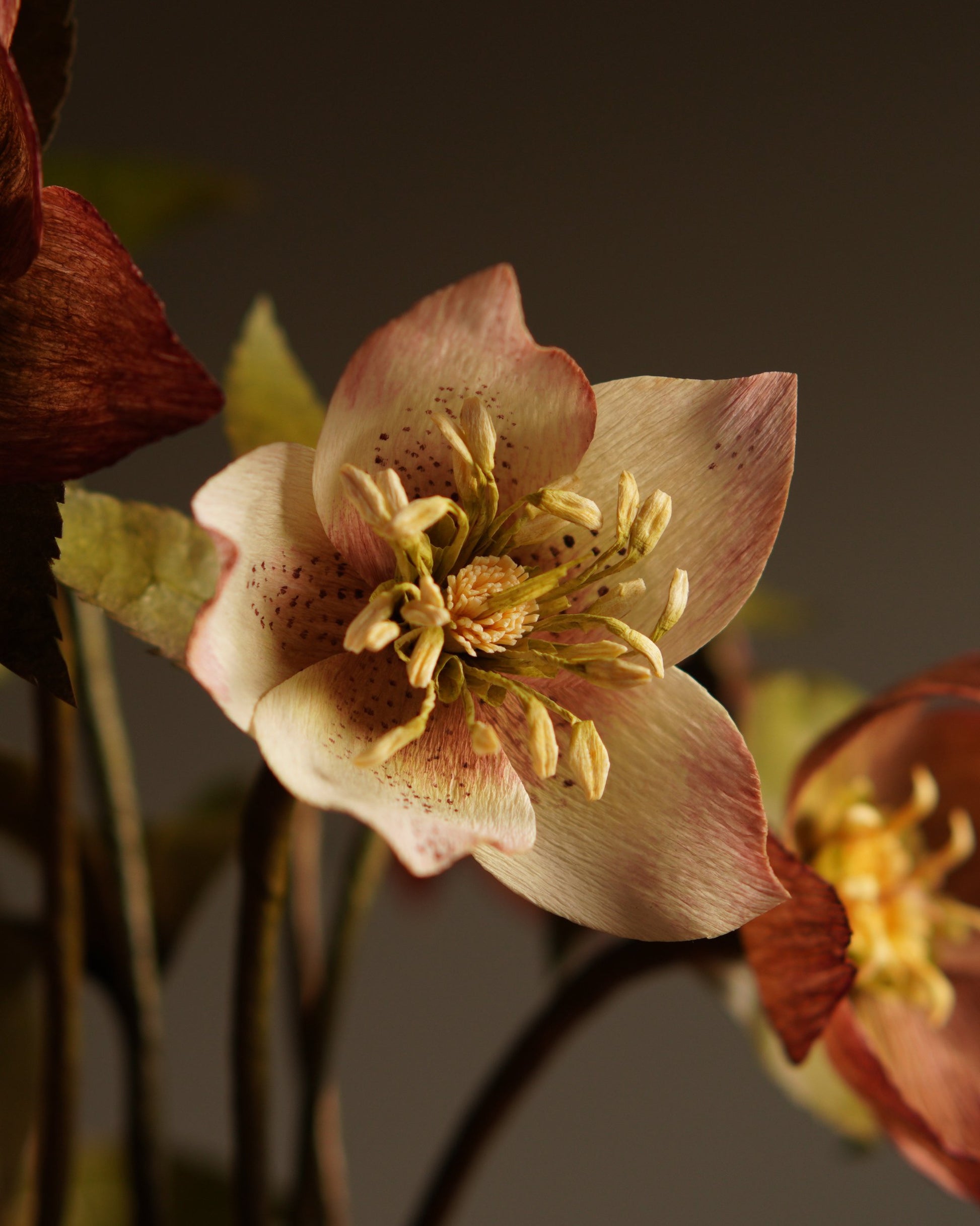 Close-up of pale hellebore flower with detailed stamens and softly shaped paper petals