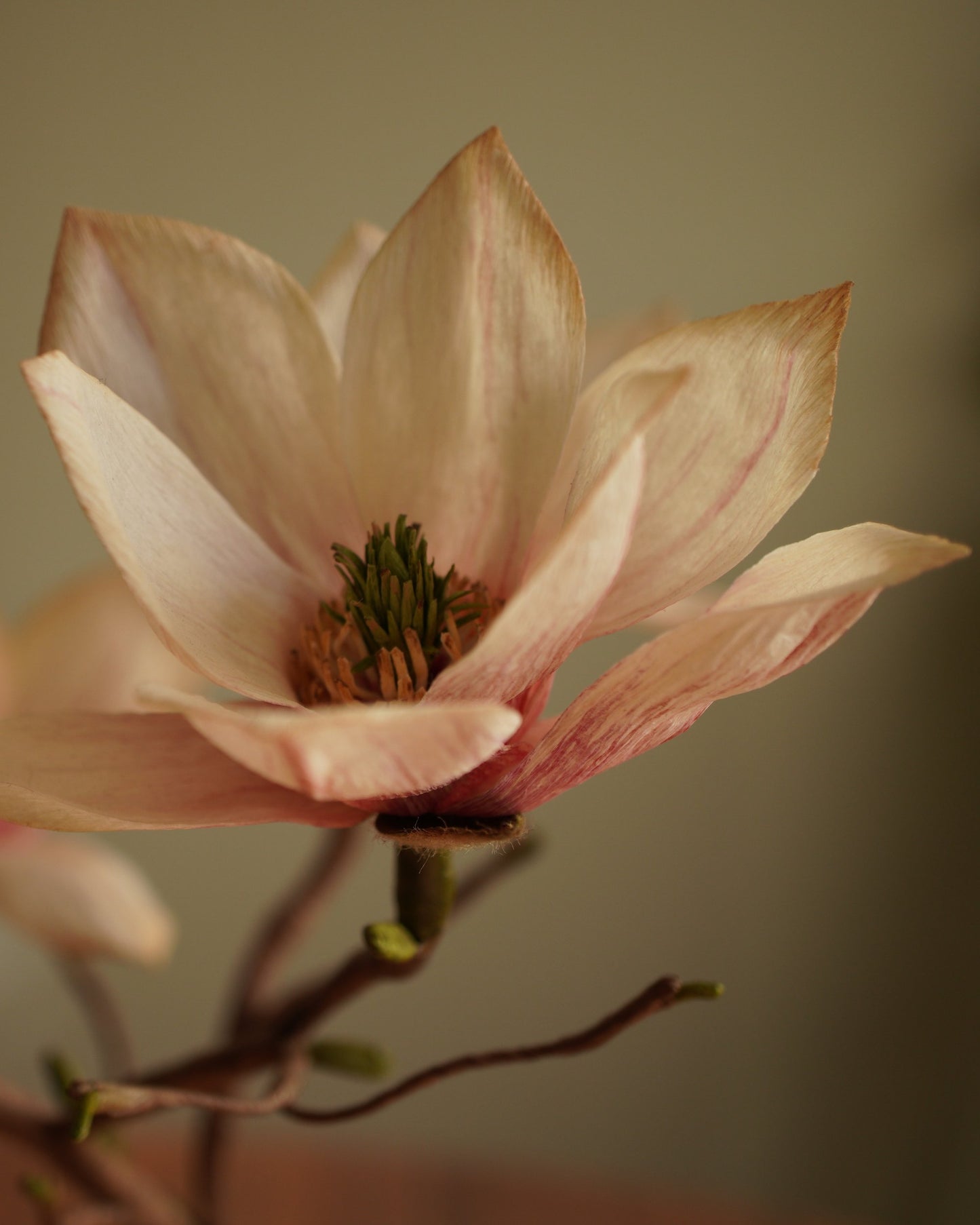 Close-up of open paper magnolia flower showing central detail and petal structure