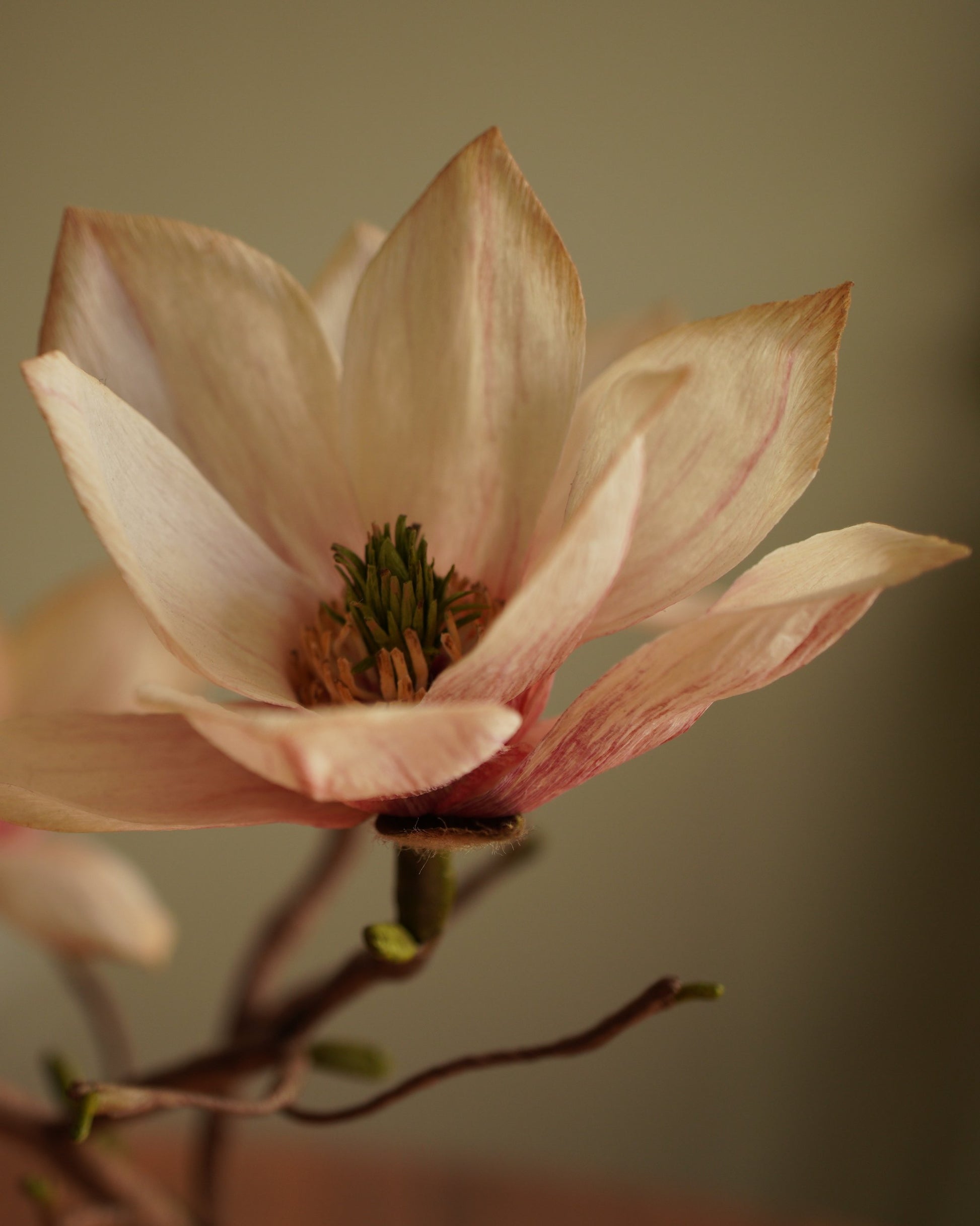 Close-up of open paper magnolia flower showing central detail and petal structure