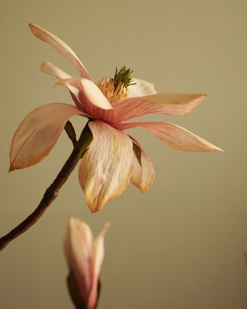 Close-up of fading paper magnolia lower with aged coloured petal edges