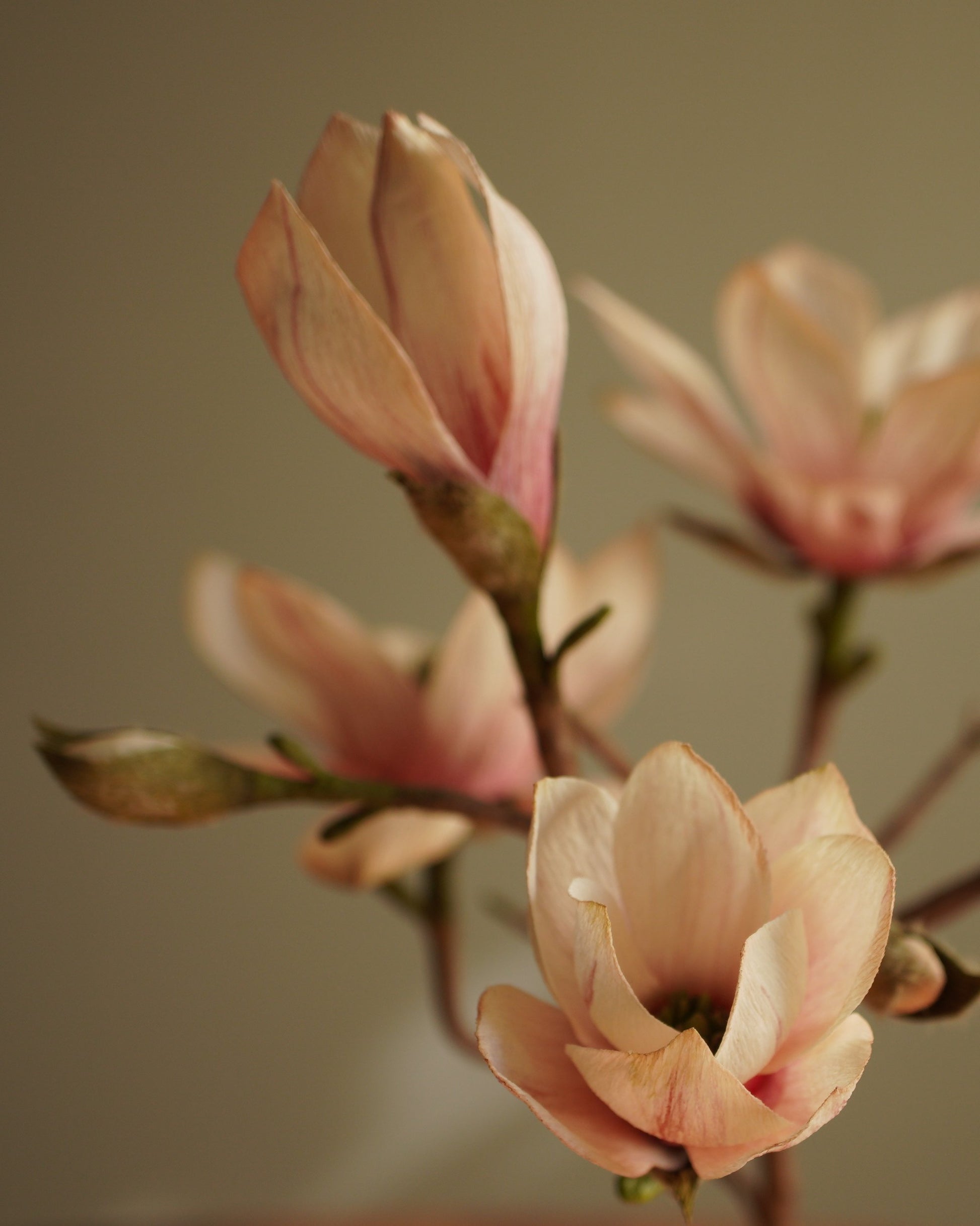 Cluster of paper magnolia flowers in varying stages from bud to open bloom