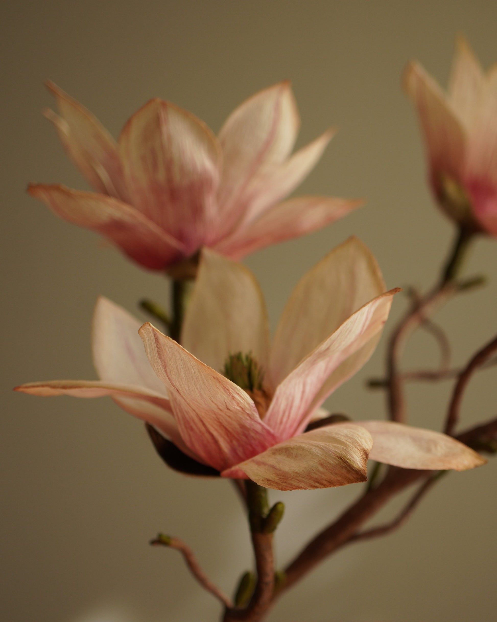 Open fading paper magnolia flower on stem with multiple magnolia flowers