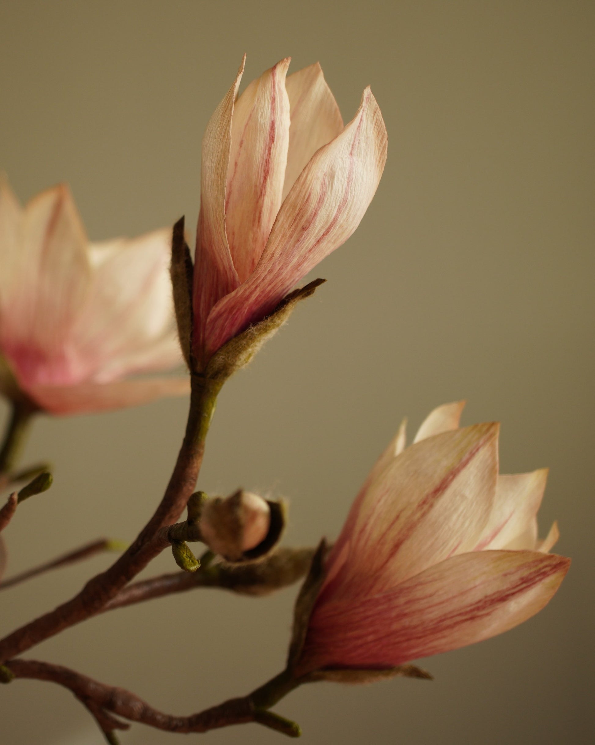 Angled view of paper magnolia stem showing buds and open blooms along branch