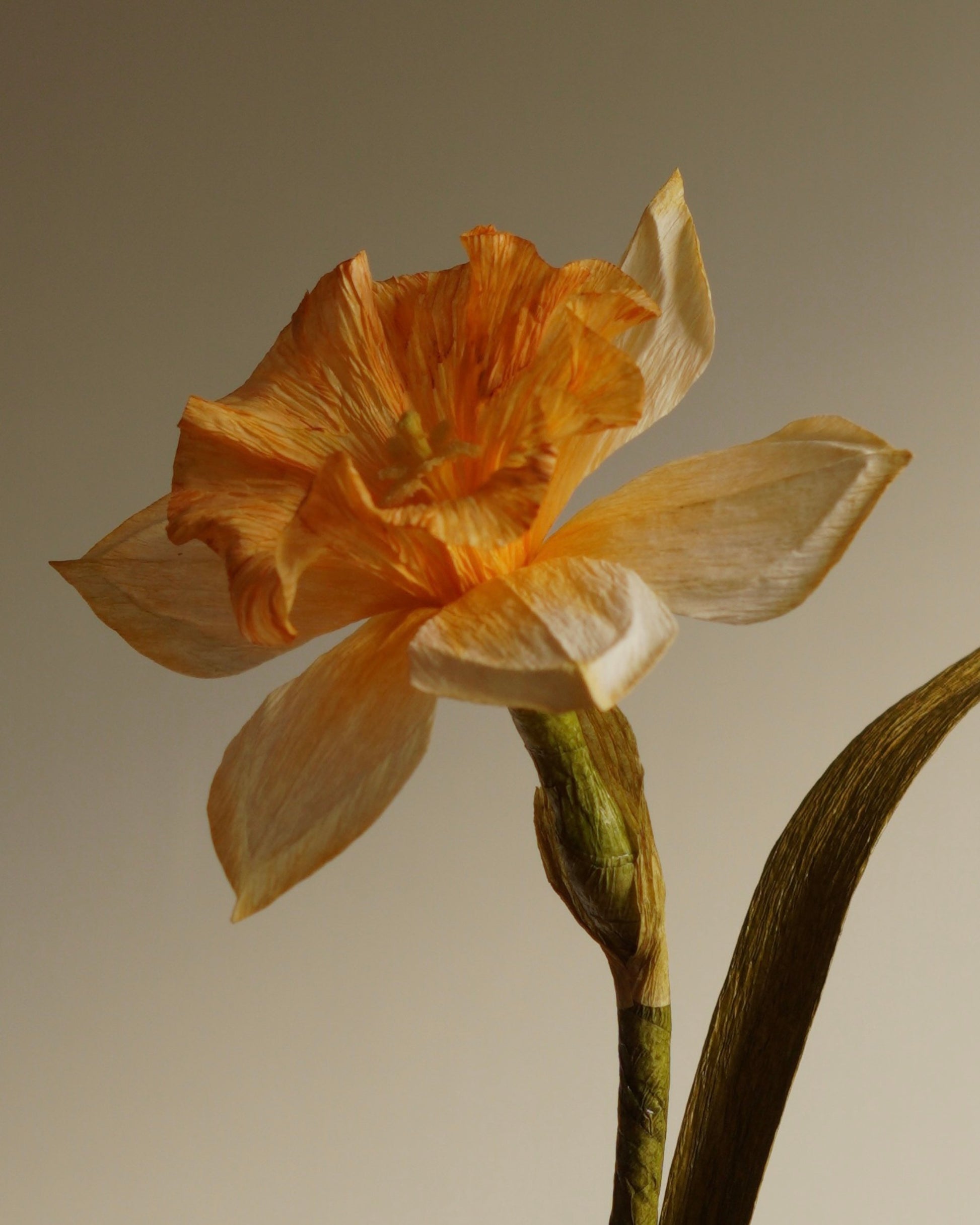 close up of paper daffodil trumpet and petals in warm heritage tones
