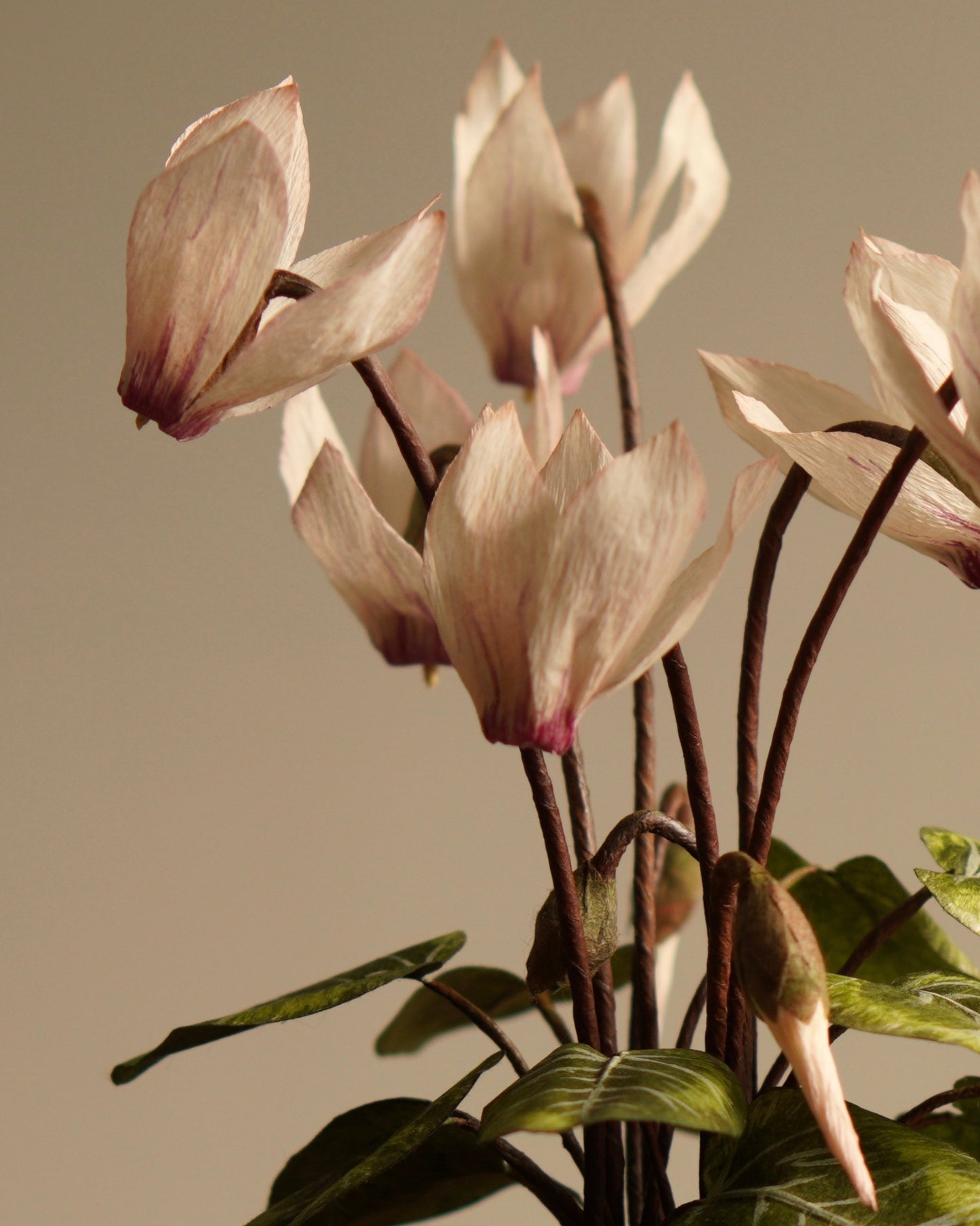 Close-up of cyclamen flowers and buds in handcrafted paper