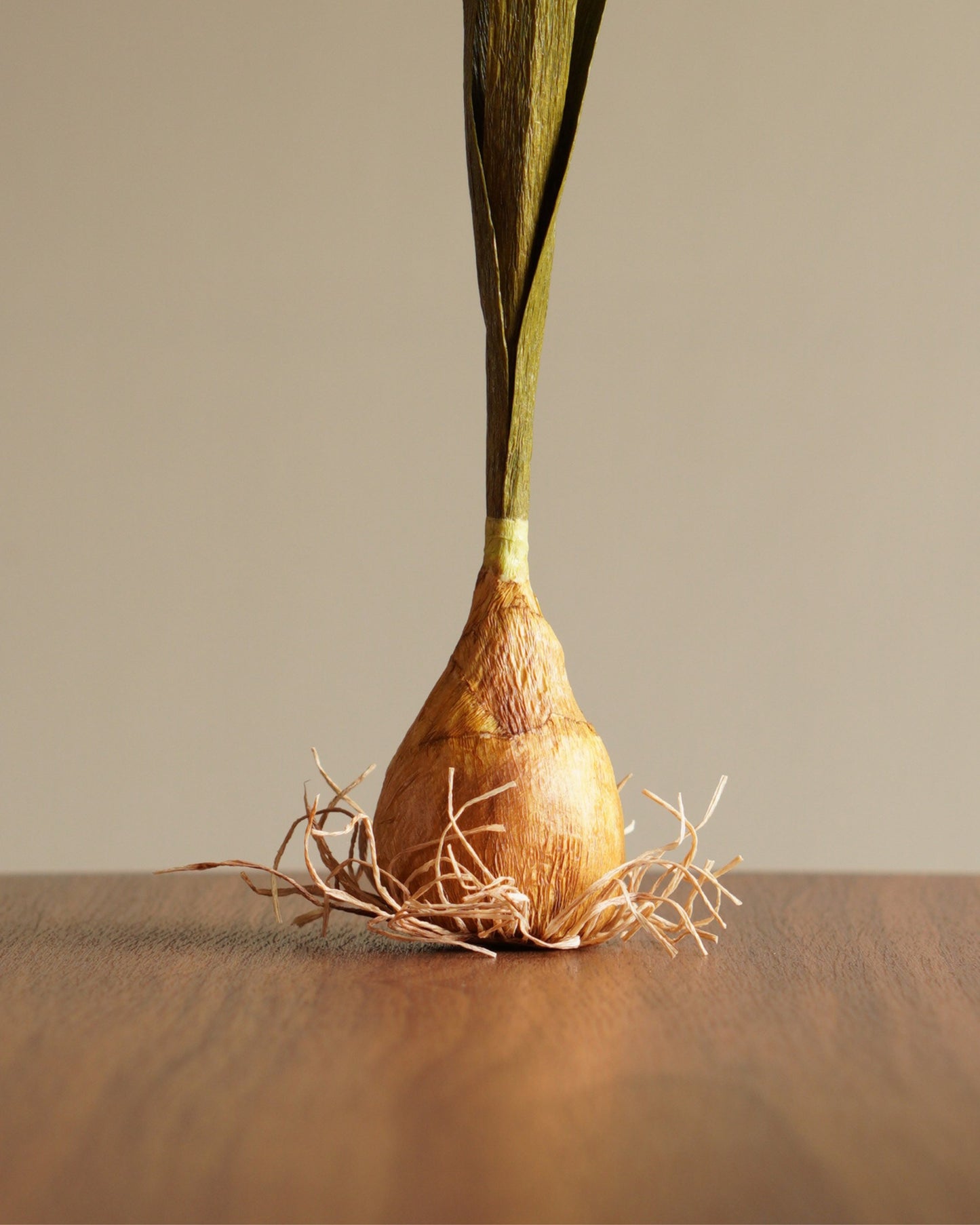 close-up of paper daffodil bulb base showing textured surface and fine roots