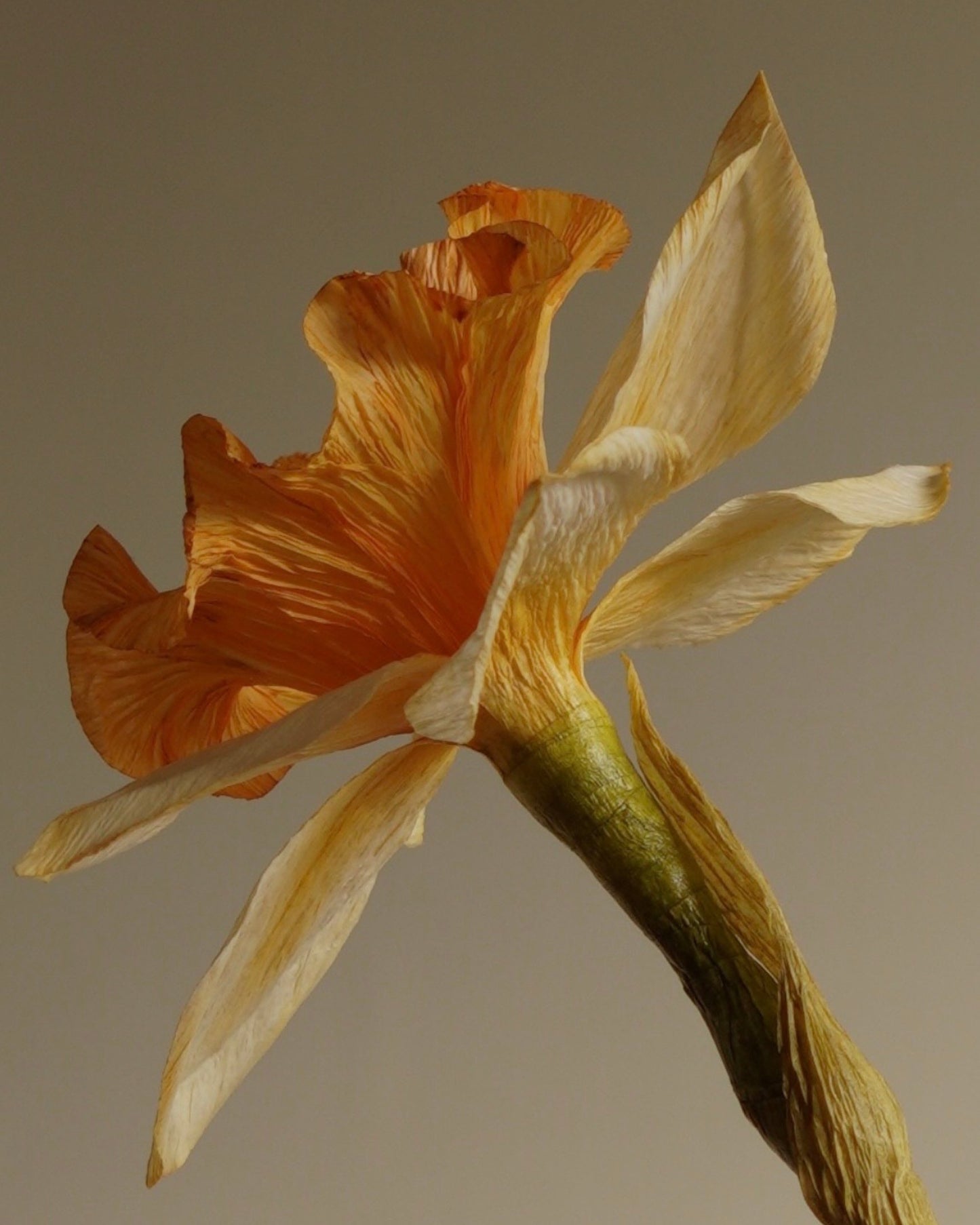 side view of paper daffodil trumpet an petals showing texture and colour