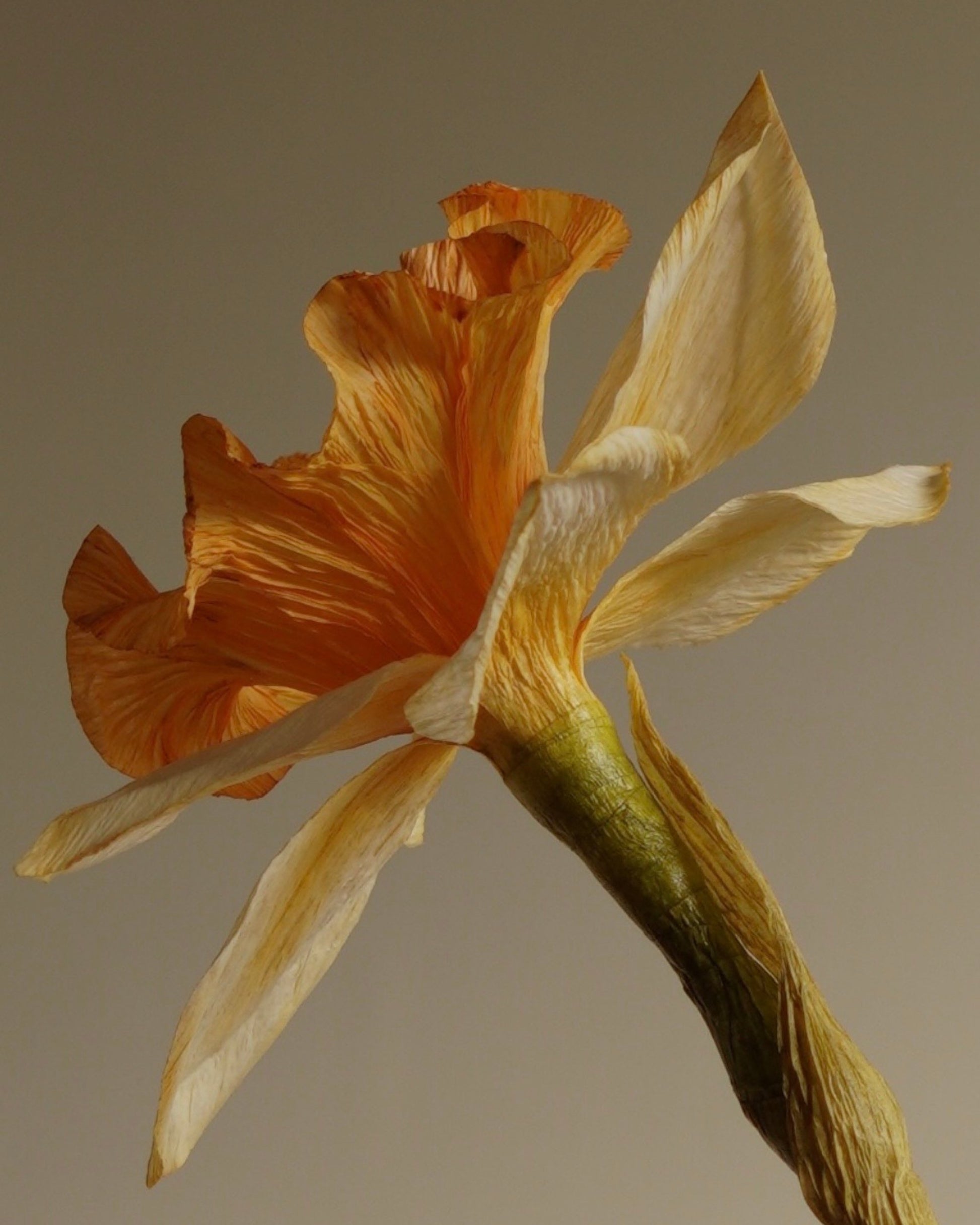 side view of paper daffodil trumpet an petals showing texture and colour