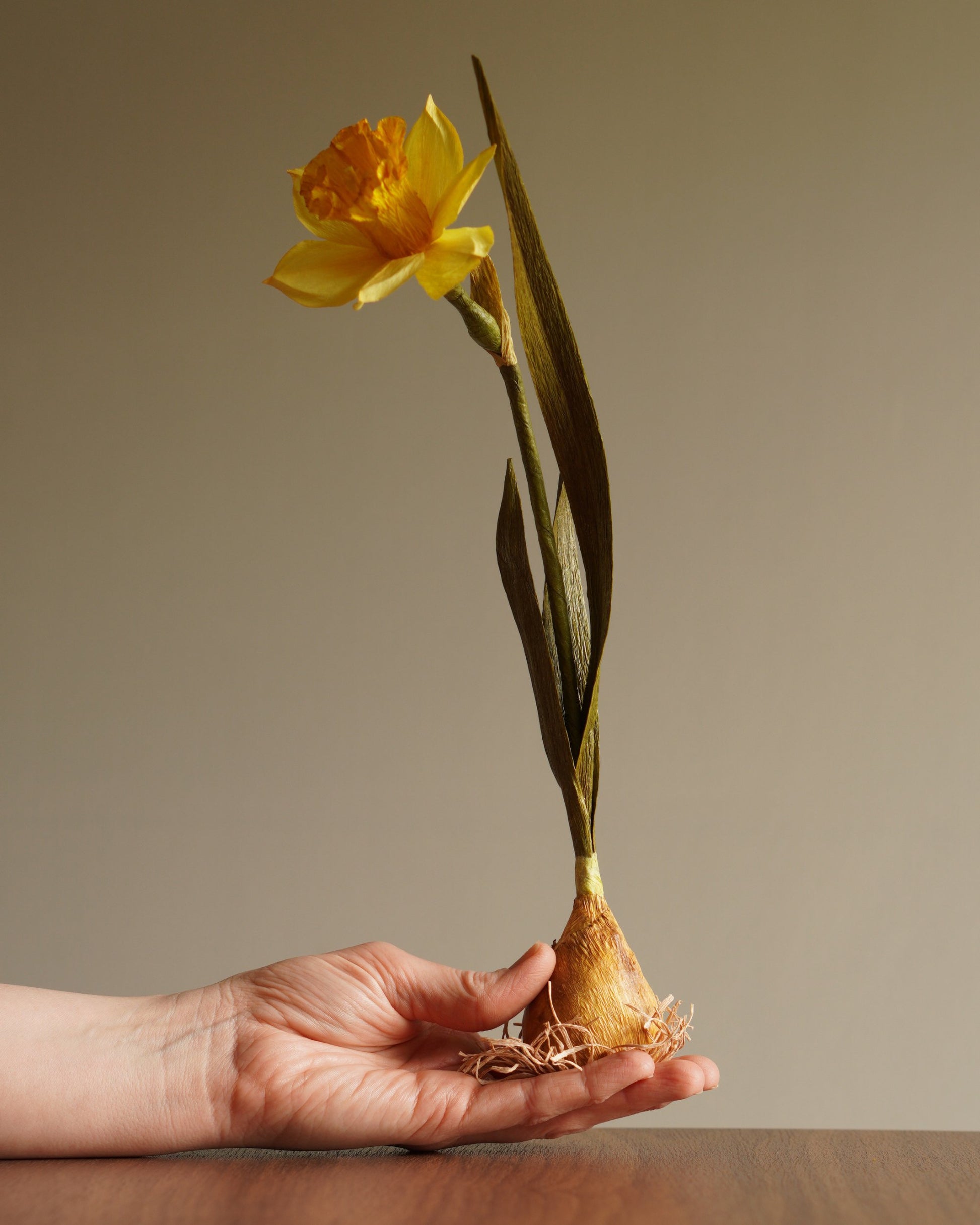 paper daffodil sculpture bulb base with root detail held in hand