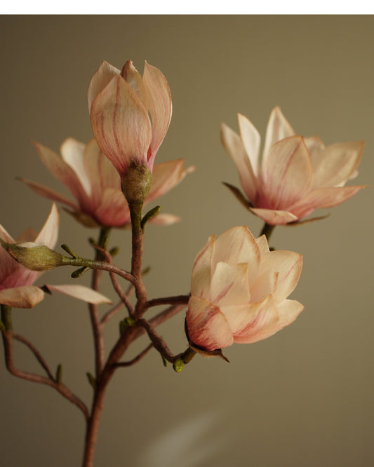 Close view of paper magnolia flowers showing soft pink petals and branching stem