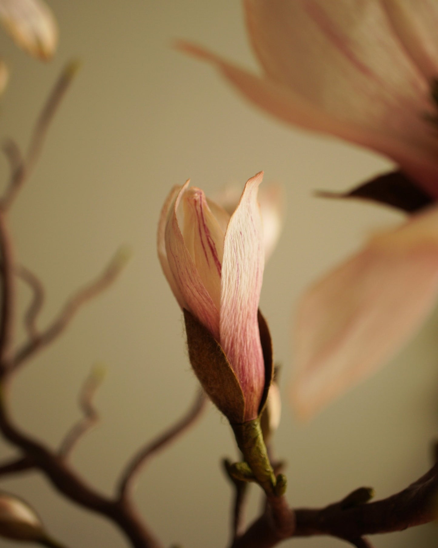 Close-up of magnolia bud and partially open flower on paper branch