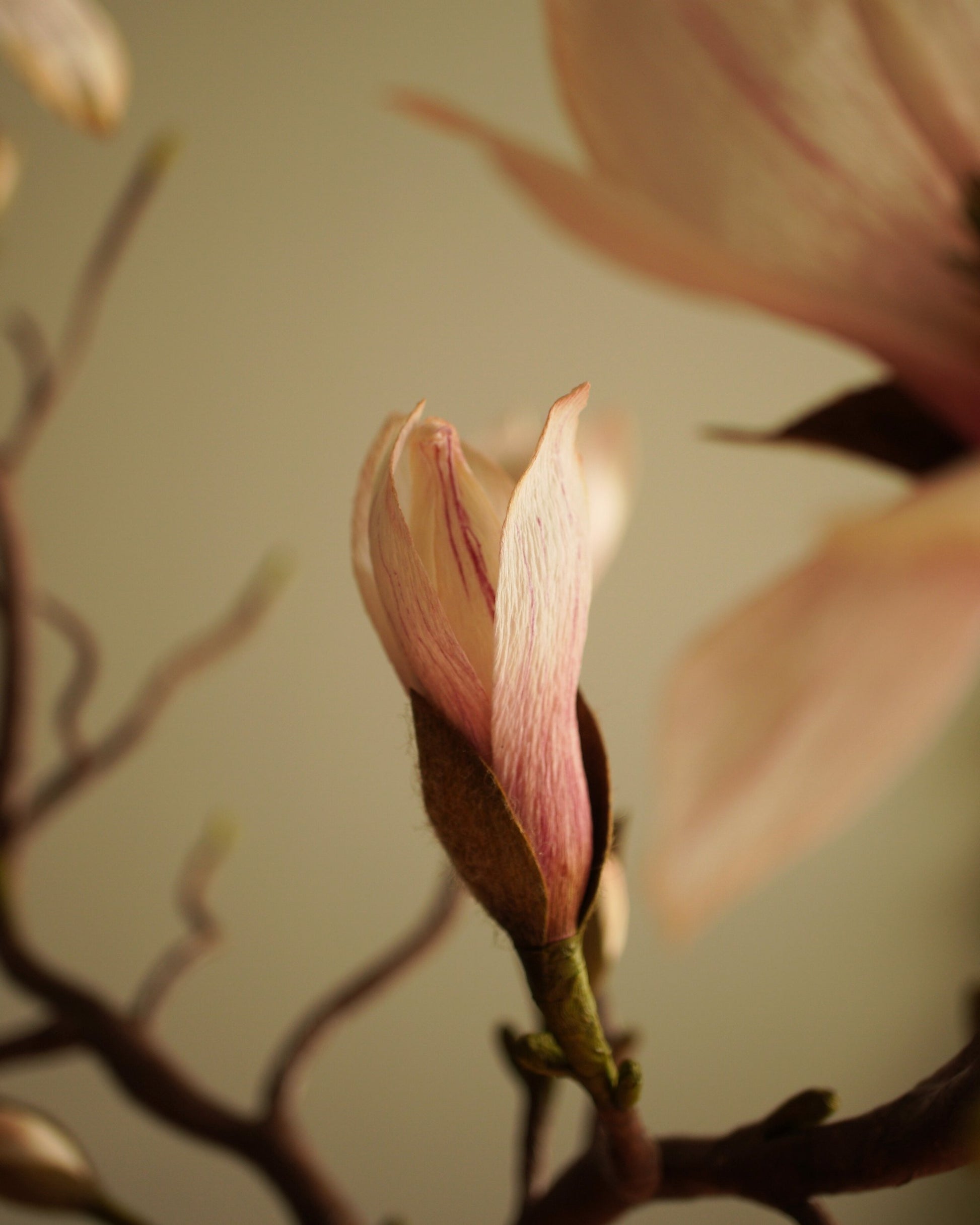 Close-up of magnolia bud and partially open flower on paper branch