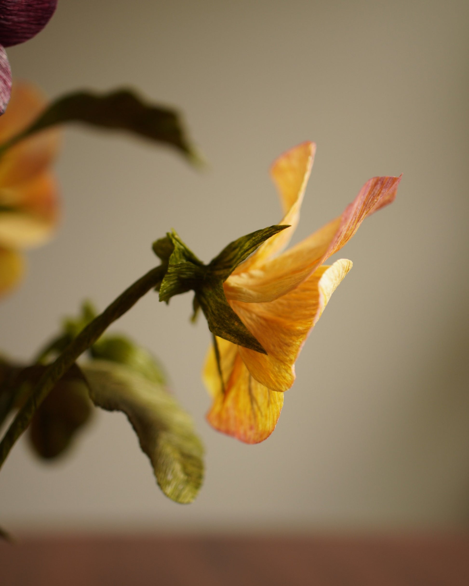 Side view of yellow paper pansy showing petal shape and veining detail